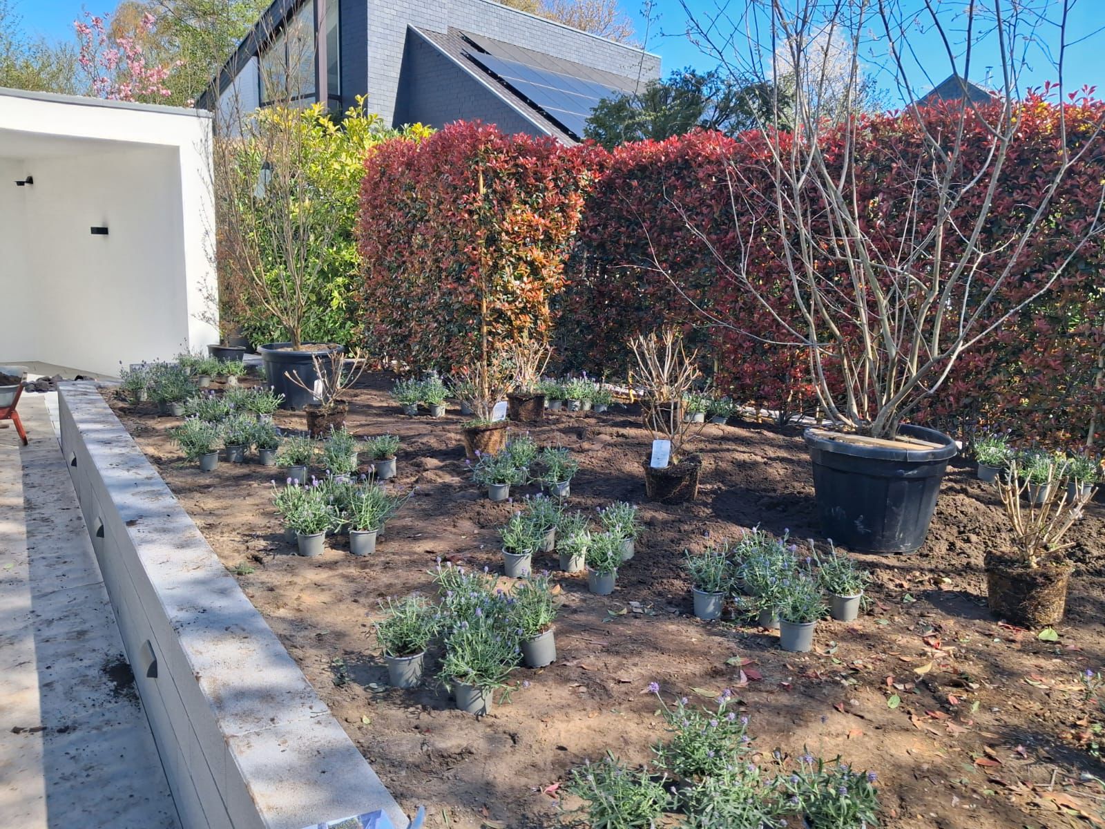 Gartenneuanlage mit Pflanzenbeet, Lavendel und Buntlaubhecke