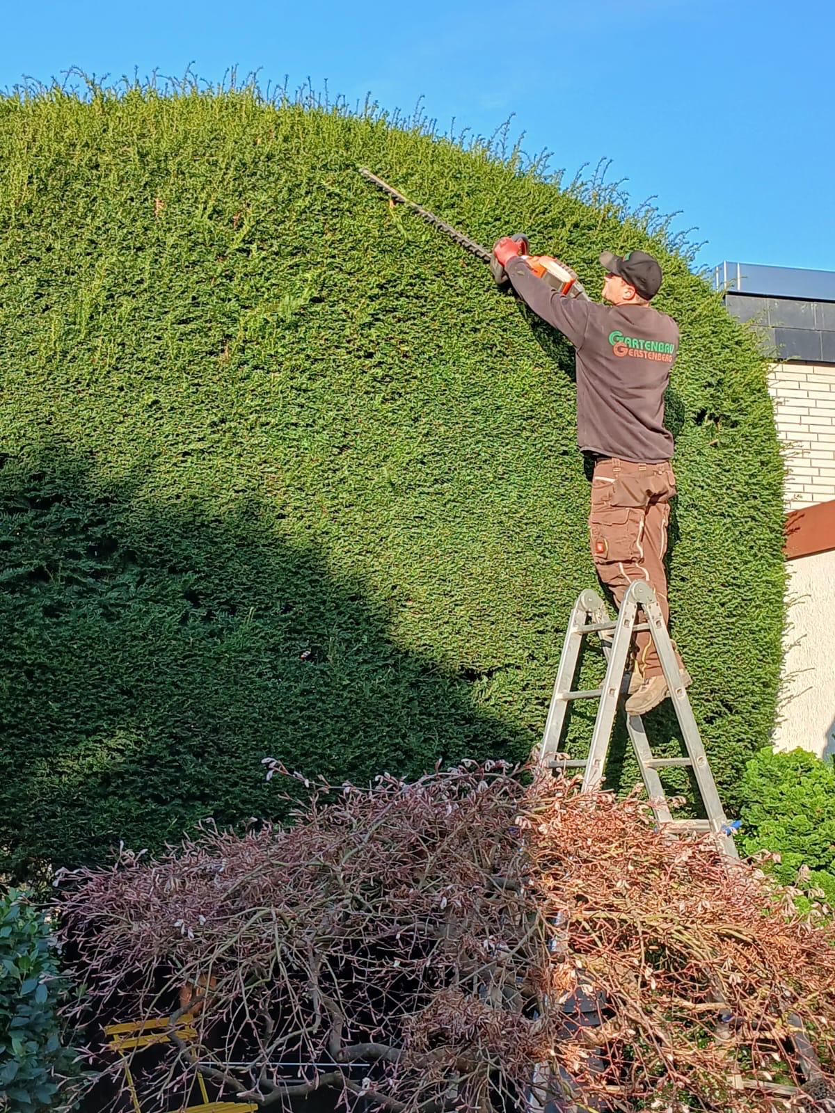 Mitarbeiter beim Formschnitt einer hohen Hecke mit Akku-Heckenschere